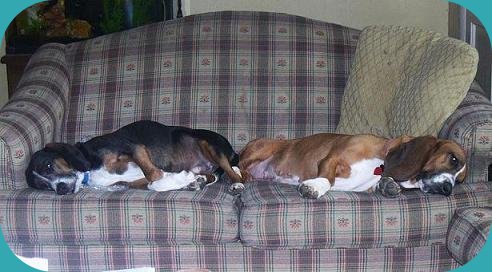 houndie bookends