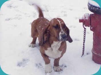 ginger in the snow