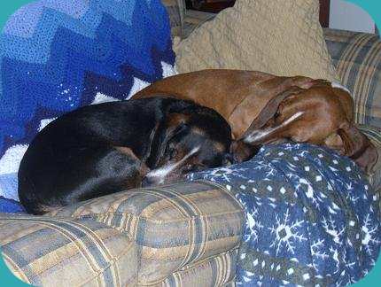 ginger and alfie sleeping